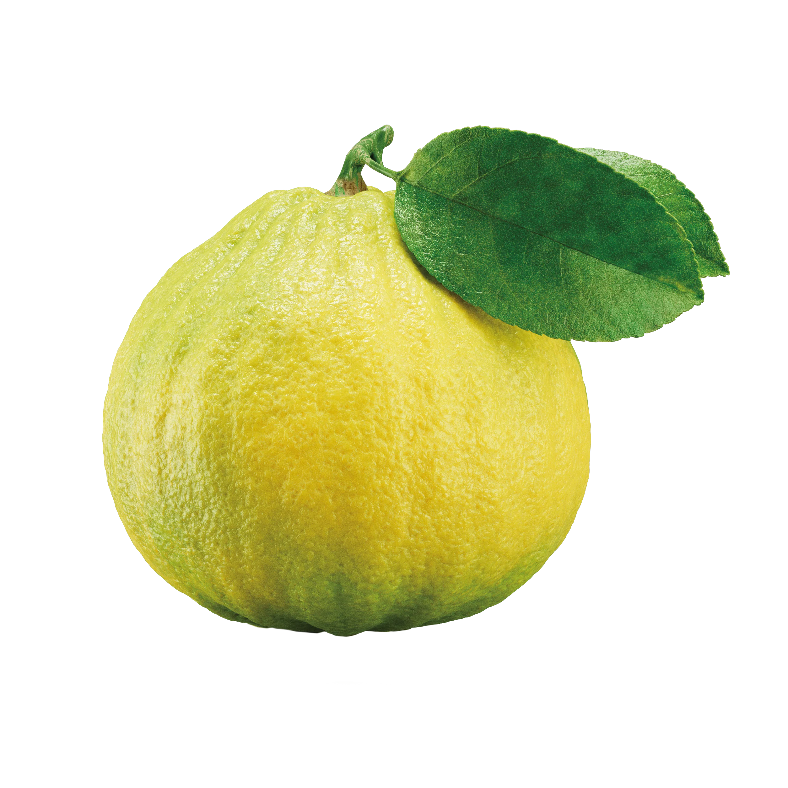 Double Bergamot Earl Grey - Image 3